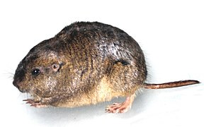 Ctenomys haigi (Ctenomyidae)