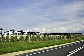 Vignes transylvaines en conduite haute.