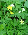 Anemone nemorosa × Anemone ranunculoides