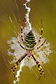 Argiope bruennichi