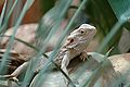 Bartagame (Pogona vitticeps)