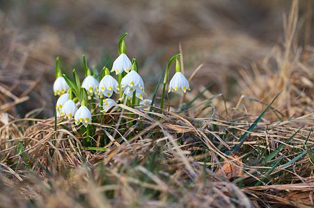 Leucojum vernum in the Czech Republic