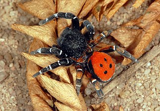 Eresus kollari (Rote Röhrenspinne)