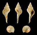 * Nomination Shell of a Miocene gastropod, Euthriofusus peyrerensis --Llez 05:54, 26 March 2013 (UTC) * Promotion  Support Good quality.--Earth100 13:38, 26 March 2013 (UTC)