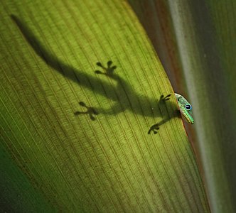 Phelsuma laticauda (Gold Dust Day Gecko)