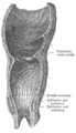 Coronal section of rectum and anal canal