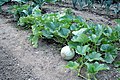 Melon with trailing plant