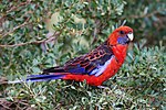 Crimson Rosella