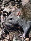 Rattus norvegicus