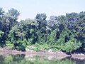 Forest along the river