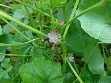 Cheeseweed, Behbahan