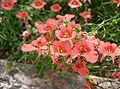 Květy ostruhatky Diascia 'Coral Belle'