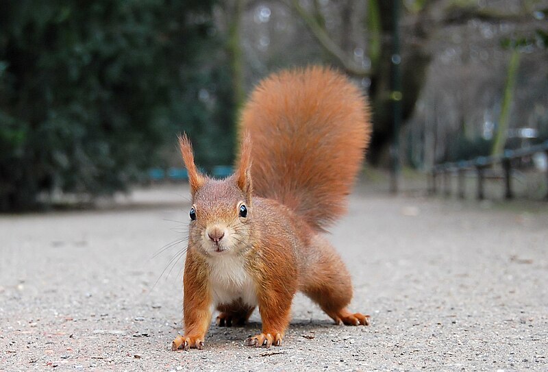 File:Eichhörnchen Düsseldorf Hofgarten edit.jpg