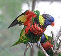 Green-naped Lorikeet