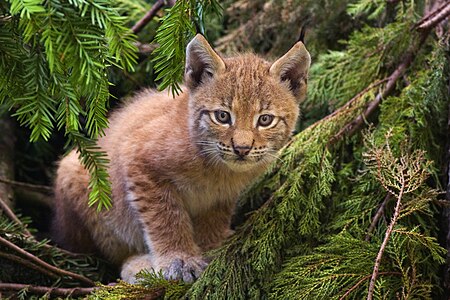 Ağaç dallarına tırmanmış bir bayağı vaşak eniği. Avrasya vaşağı (Lynx lynx) olarak da bilinen bu hayvanlar, Doğanın Korunumu için Uluslararası Birlik örgütü tarafından soyu tükenme tehlikesi asgari endişe düzeyinde olan canlılar arasında sayılmaktadır.