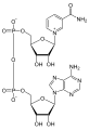 Deutsch: Struktur von Nicotinamidadenindinukleotid, oxidiert (NAD+) English: Structure of nicotinamide adenine dinucleotide, oxidized (NAD+)