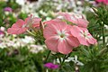 Phlox from Lalbagh Garden, Bangalore, INDIA during the Annual flower show in August 2011.