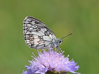 ♂ Melanargia galathea (Marbled White)