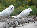 Midway Atoll, Hawaii