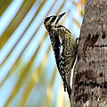 juvenile, Cuba