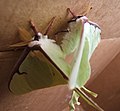 Mating imagoes (winged adults). Male, with larger antennae, on left