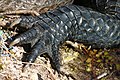 Paw (left forelimb) of an alligator in Everglades National Park, Florida, USA