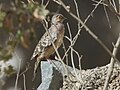 bare-faced ground dove