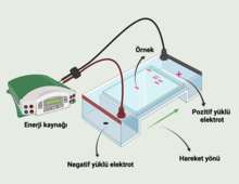 Elektroforez sistemi, elektrolit adı verilen iletken bir ortamla birbirine bağlanan zıt yüklü iki elektrottan (anot, katot) ve enerji kaynağından oluşur. Negatif yüklü elektrotlar pozitif yüklü elektrotlara doğru hareket eder.