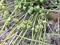 Female cones.