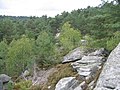 Fôret de Fontainebleau