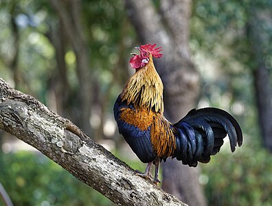 ♂ Gallus gallus subsp. domesticus (Chicken)