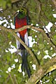 Quetzal (Pharomachrus mocinno)