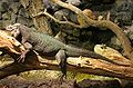 Rhinoceros Iguana