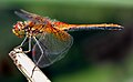 Geelplacken-Heidegoldpeerd (Heken Sympetrum flaveolum)