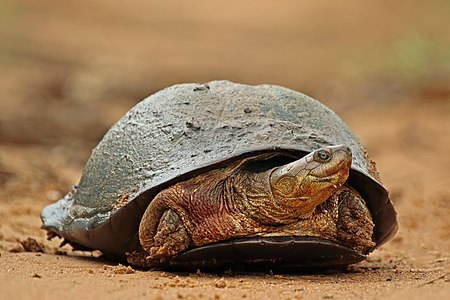 Pelomedusa subrufa (African Helmeted Turtle)