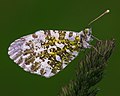 Anthocharis cardamines female