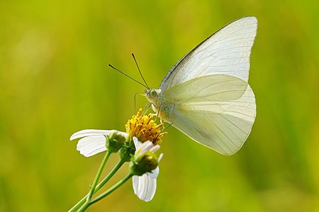 ♂ Appias albina subsp. semperi (Common Albatross)