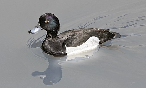 Tepeli patka (Aythya fuligula) (Üreten: Makro Freak)