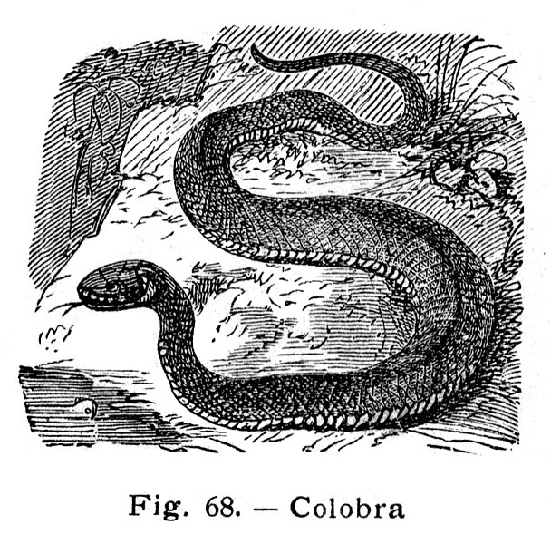 File:Colobra - Couleuvre -Oc.jpg