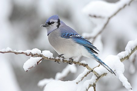 Mavi alakarga (Cyanocitta cristata) (Üreten: Mdf)