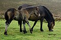 Black, brown or extremely sooty bay like its dam