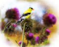 American goldfinch (Spinus tristis)