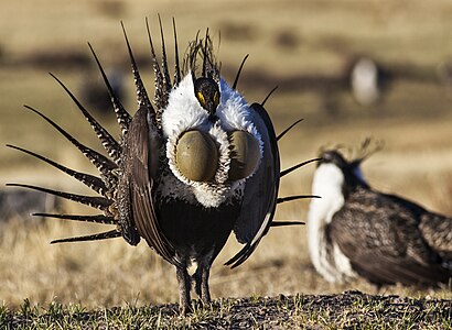 ♂ Centrocercus urophasianus (Greater sage-grouse)