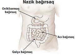 nazik bağırsaq