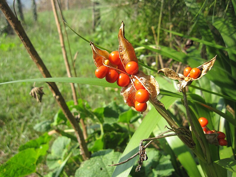 File:Iris foetidissima-capsule-3.jpg