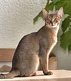 The Ticked tabby pattern is a trait of Abyssinians