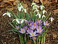 * Nomination Crocuses and snow bells, a beautiful combination.--Famberhorst 16:35, 8 March 2013 (UTC) * Promotion Good quality. --Poco a poco 20:42, 8 March 2013 (UTC)