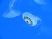 Atlantic sea nettles