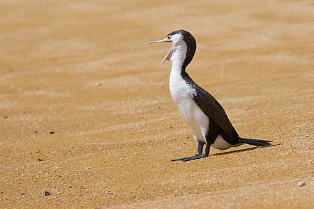 Alaca Karabatak (Phalacrocorax varius) (Üreten: Chmehl)