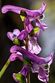 Corydalis cava